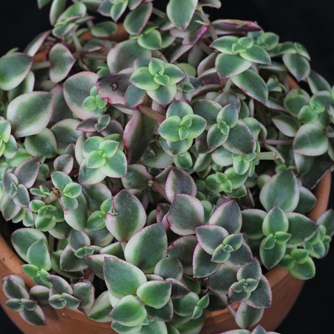 Crassula pellucida marginalis