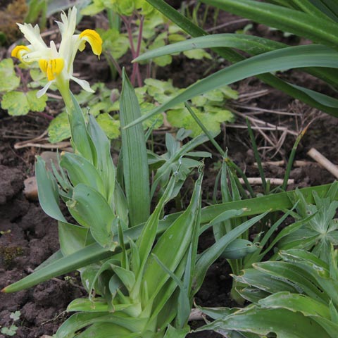 Iris bucharica