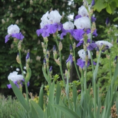 Iris × barbata