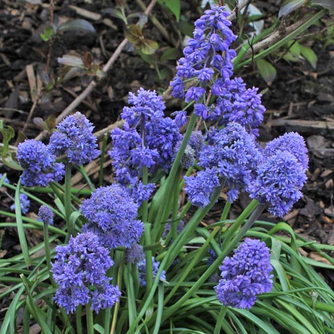 Muscari armeniacum