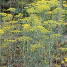 Anethum graveolens