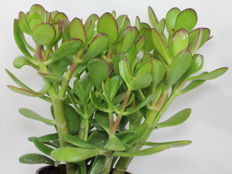 Crassula ovata › Identification des plantes