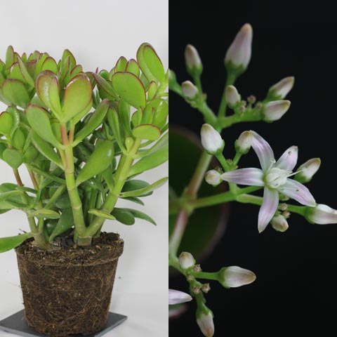 Crassula ovata