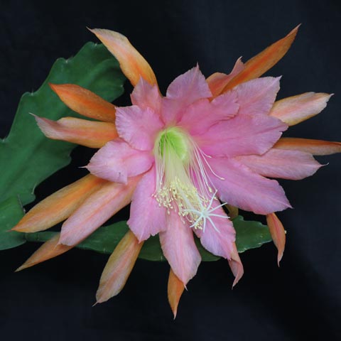 Epiphyllum Tantico