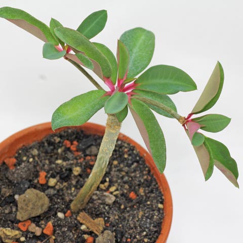 Euphorbia bongolavensis