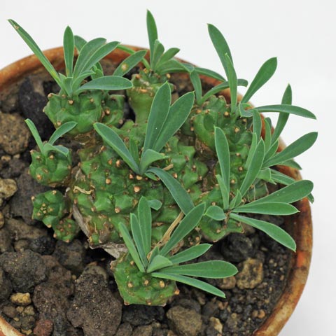 Euphorbia bupleurifolia × susannae