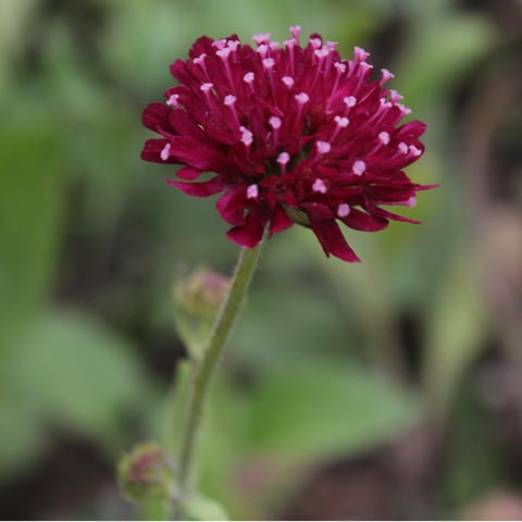 Knautia macedonica