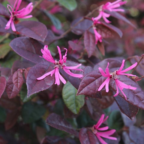 Loropetalum chinense