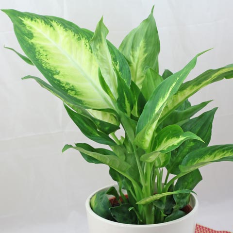 Dieffenbachia Camille