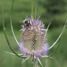Dipsacus fullonum