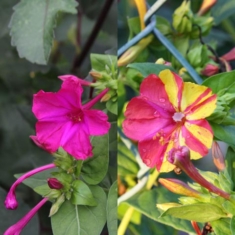 Mirabilis jalapa