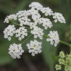 Sium sisarum
