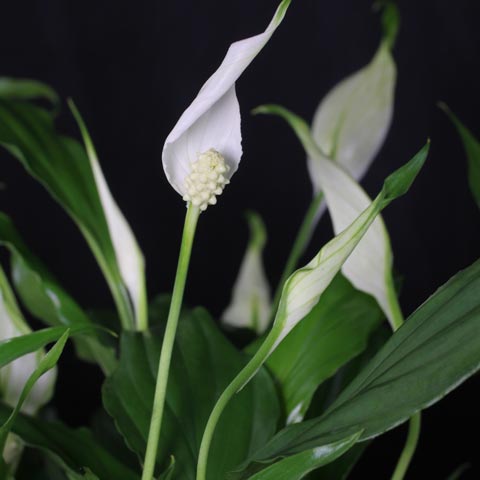 Spathiphyllum wallisii