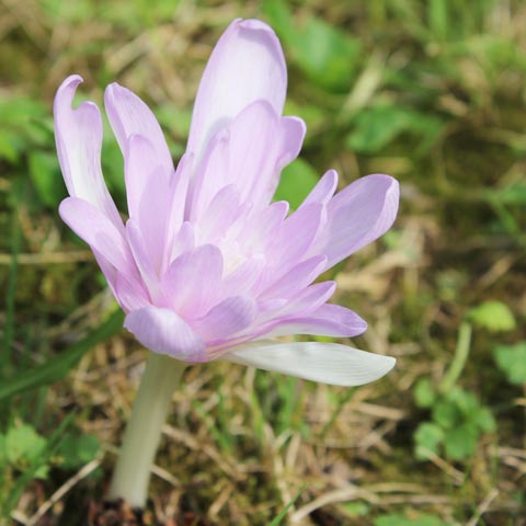 Colchicum autumnale Pleniflorum