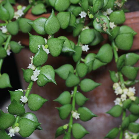 Dischidia ruscifolia