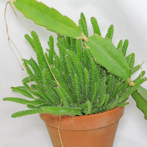Hylocereus undatus