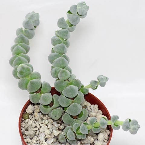 Crassula deceptor Arta