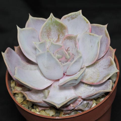 Echeveria lilacina