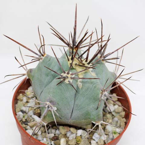 Echinocactus platyacanthus