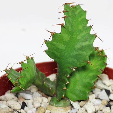 Euphorbia stellata