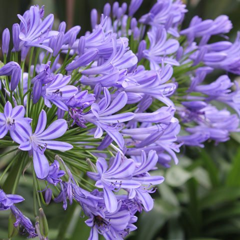 Identification des plantes fleurs bleues et violettes