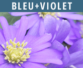 Bleu-Violet