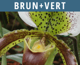 Brun-Vert