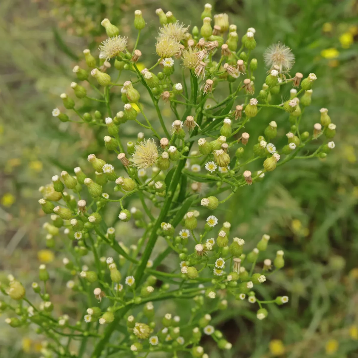 Conyza Canadensis Conyza Canadensis