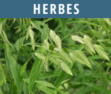 Herbes