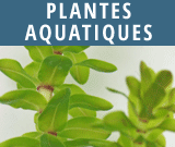 Plantes-aquatiques