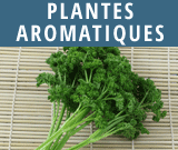 Plantes-aromatiques