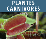 Plantes-carnivores