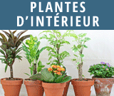 Plantes-dinterieur