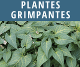 Plantes-grimpantes