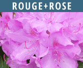 Rouge-Rose