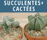 Succulentes