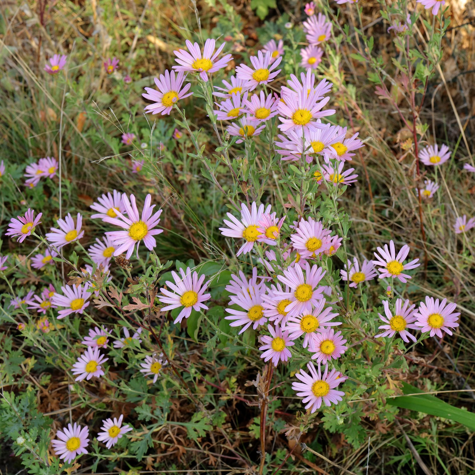 Chrysanthemum zawadskii Clara Curtis