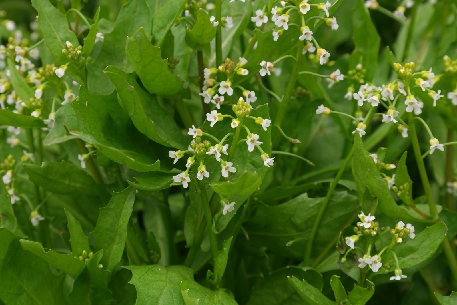 Calepina irregularis