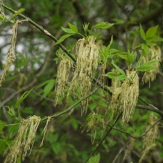 Acer negundo