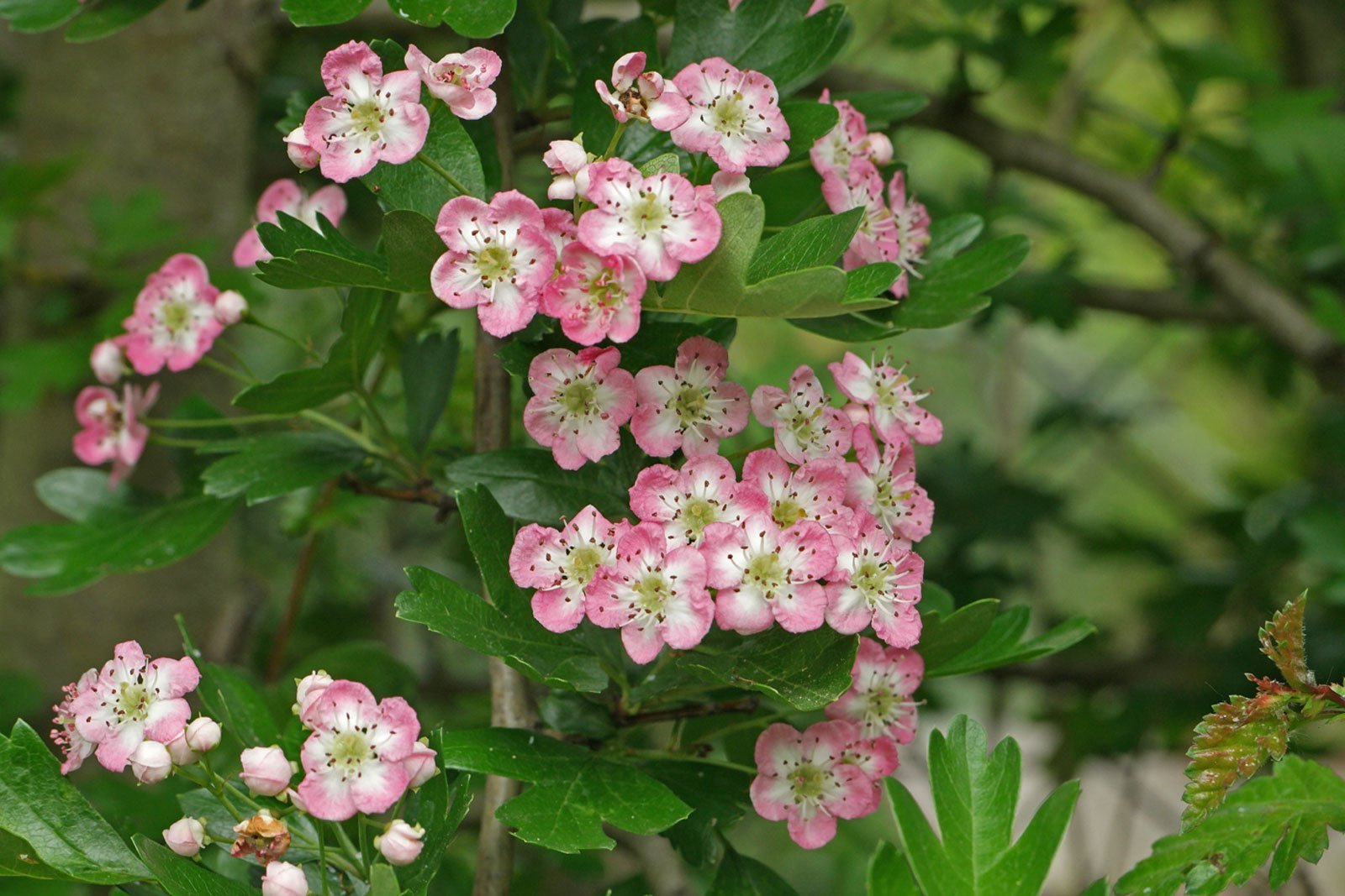 Crataegus monogyna cv.