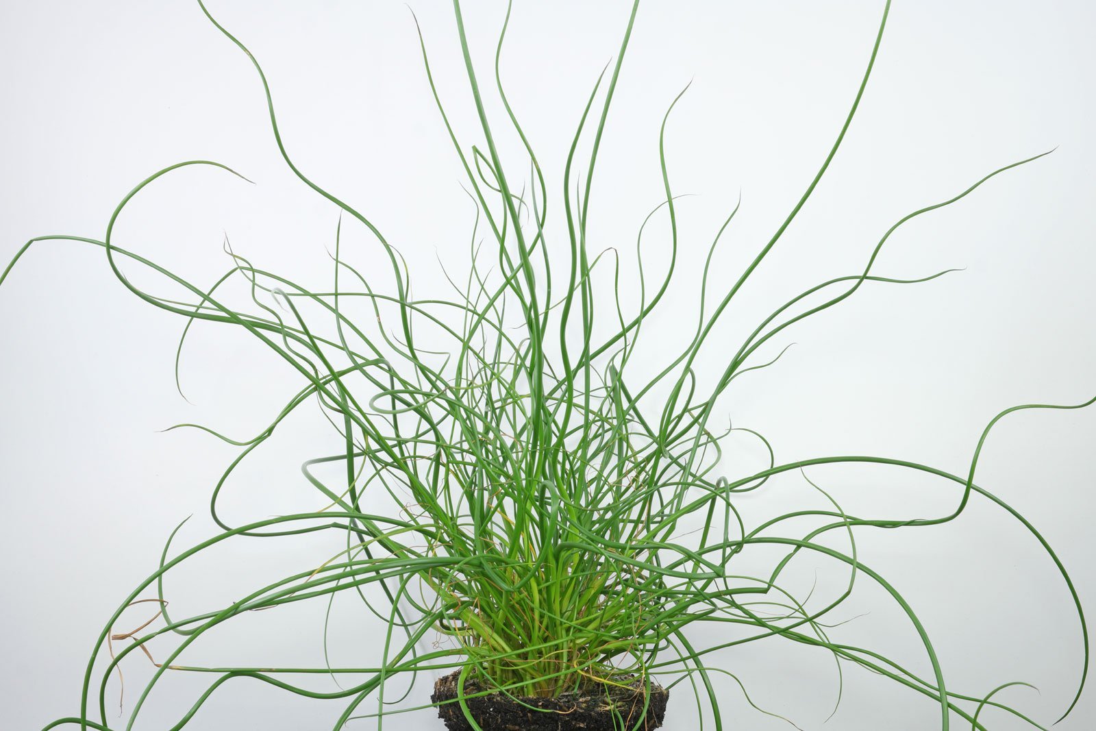 Juncus effusus Spiralis