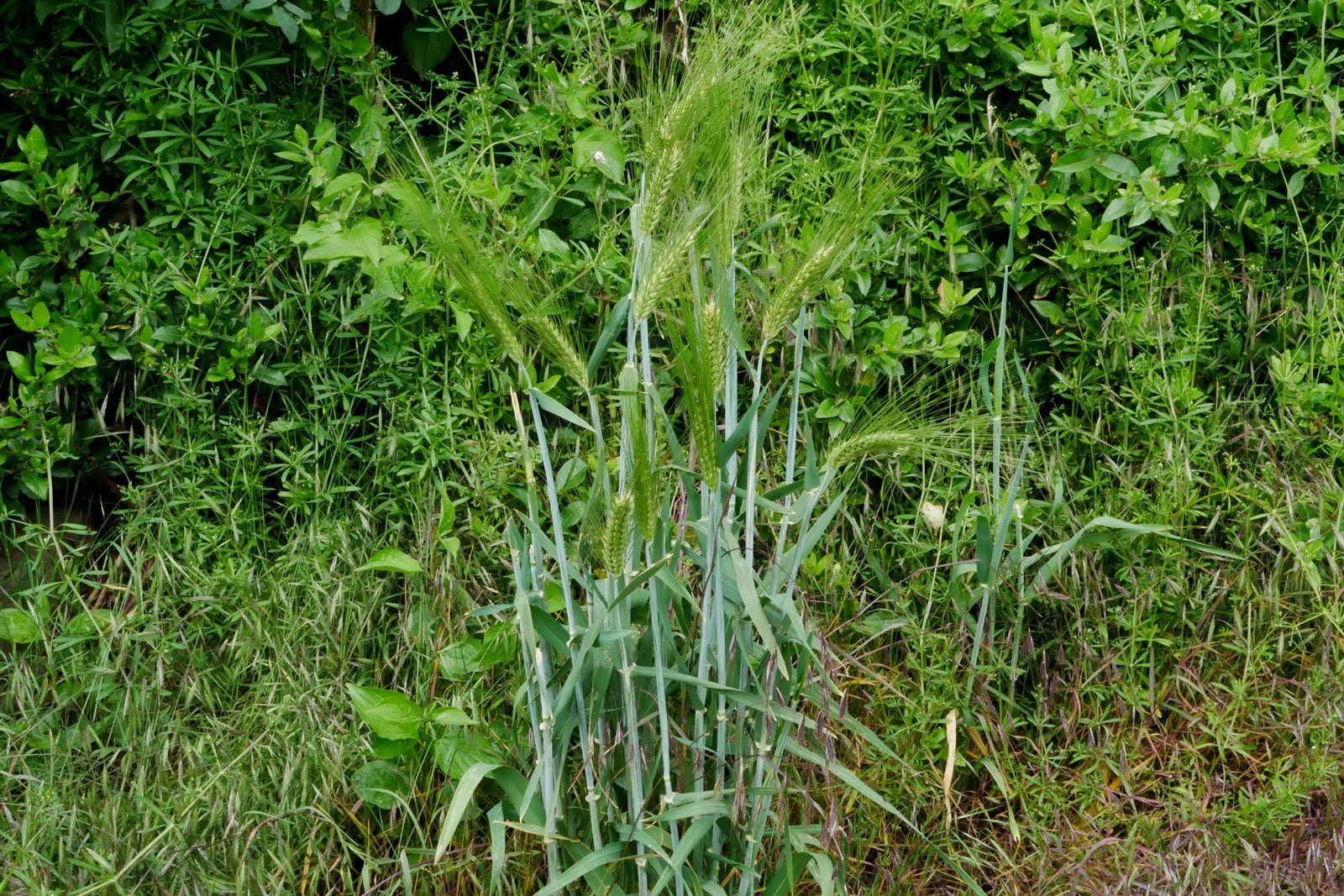Hordeum vulgare