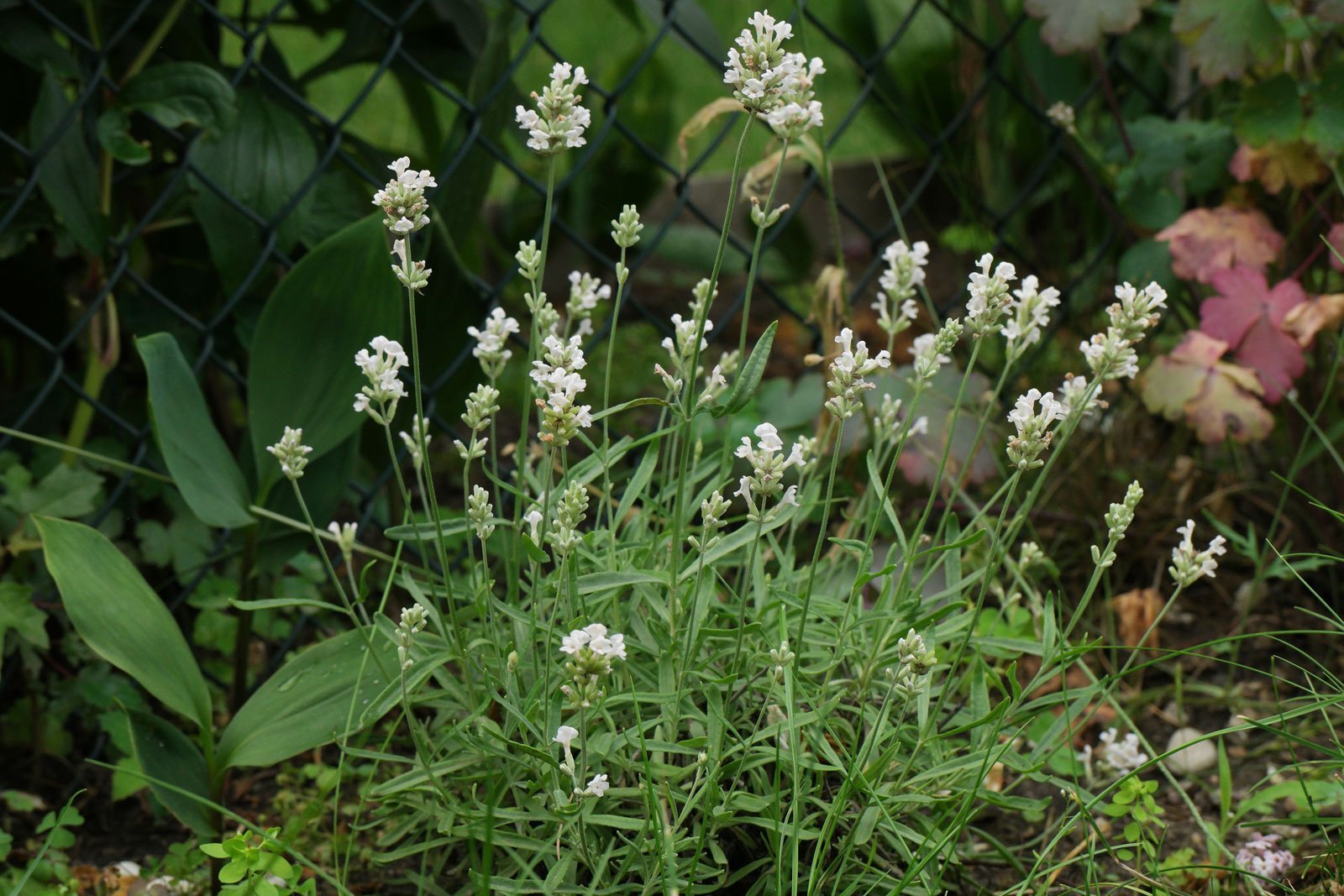 Lavande Officinale