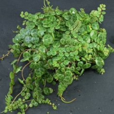 Peperomia prostrata