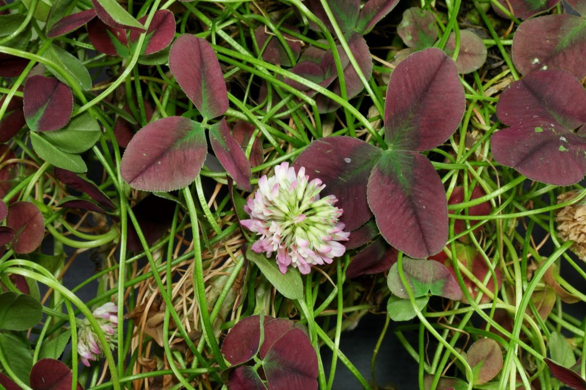 Trifolium repens Isabella
