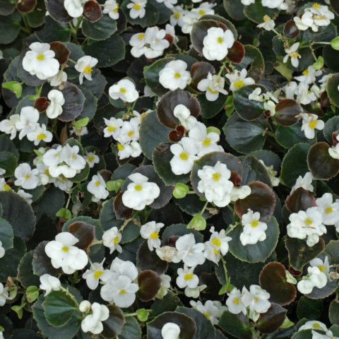 Begonia × semperflorens cv.