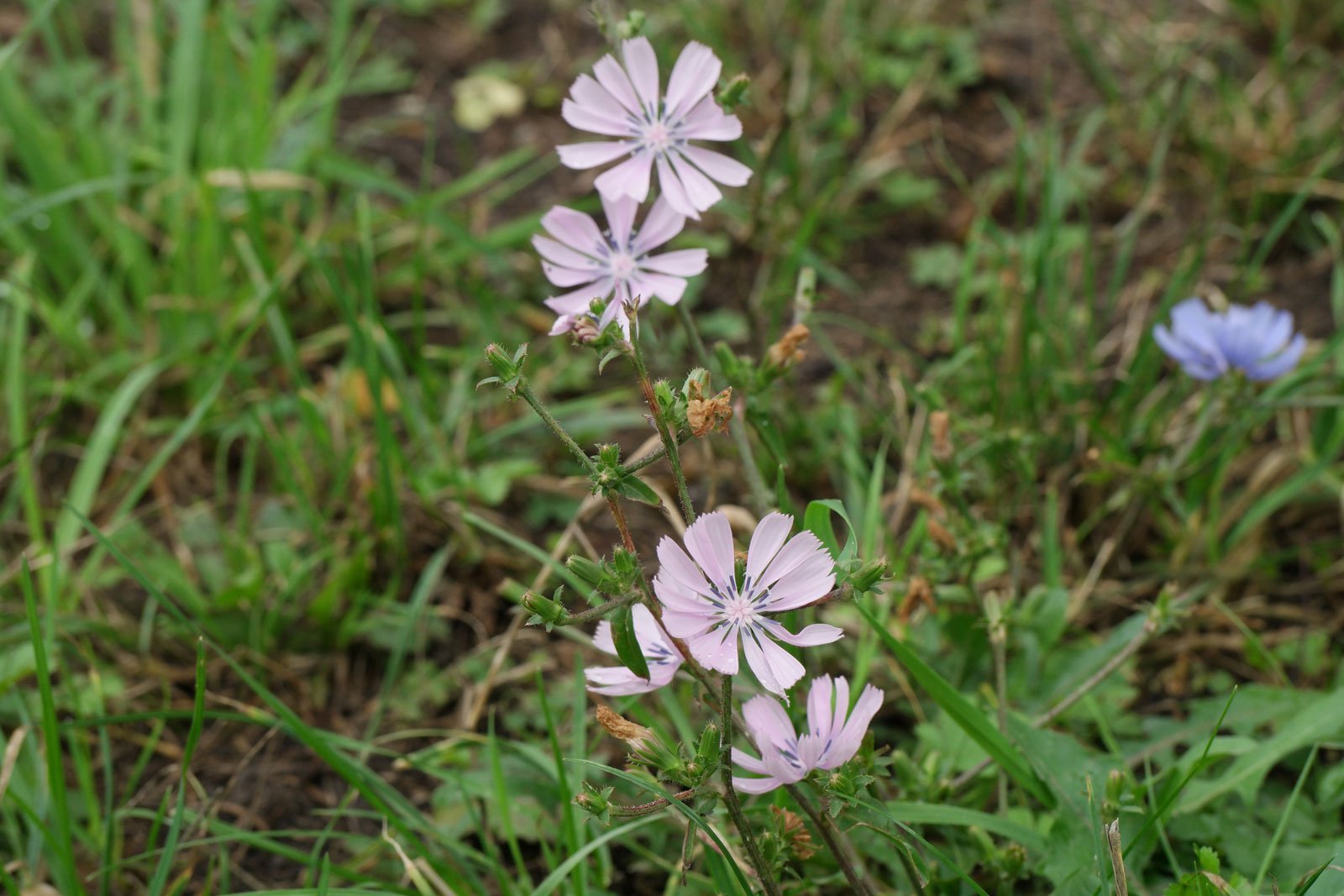 Chicorée sauvage