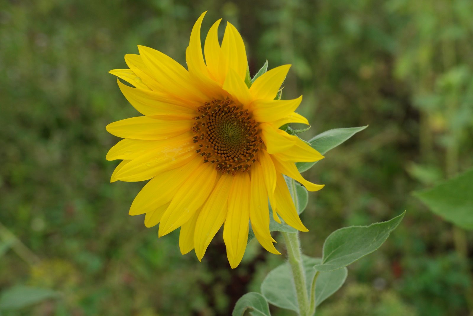 Tournesol