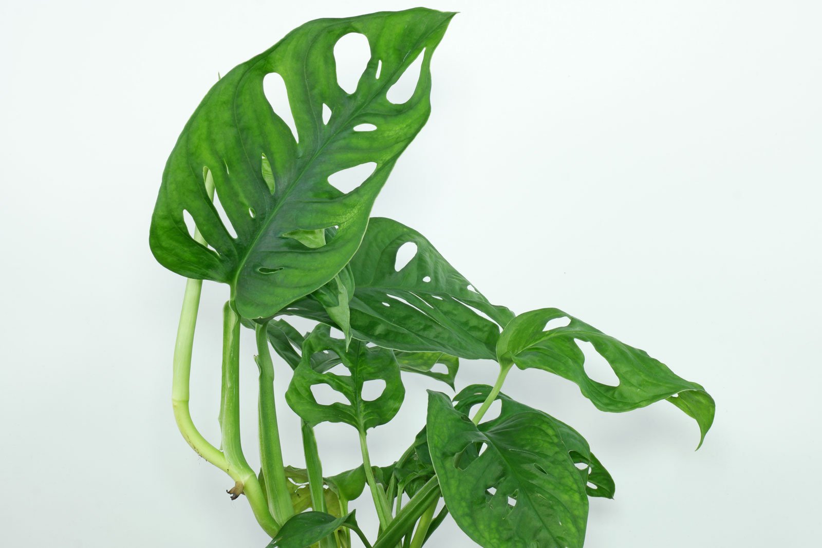 Monstera adansonii
