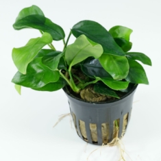 Anubias de Barter